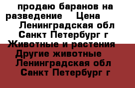 продаю баранов на разведение  › Цена ­ 5 000 - Ленинградская обл., Санкт-Петербург г. Животные и растения » Другие животные   . Ленинградская обл.,Санкт-Петербург г.